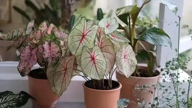 養死不心疼!10種新手必入「寶藏」植物,幾塊錢一盆,越養越值錢