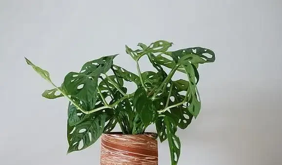 養死不心疼!10種新手必入「寶藏」植物,幾塊錢一盆,越養越值錢