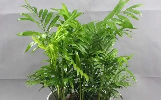 養死不心疼!10種新手必入「寶藏」植物,幾塊錢一盆,越養越值錢