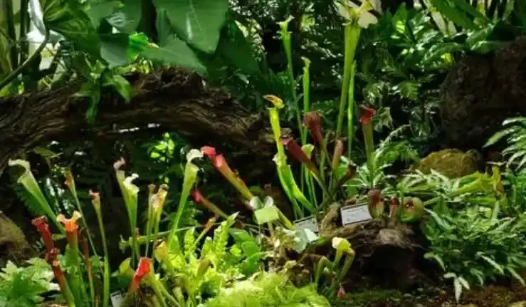 養死不心疼!10種新手必入「寶藏」植物,幾塊錢一盆,越養越值錢