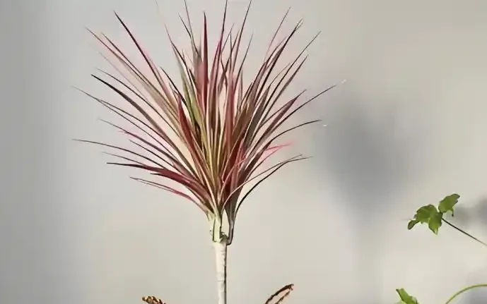 養死不心疼!10種新手必入「寶藏」植物,幾塊錢一盆,越養越值錢