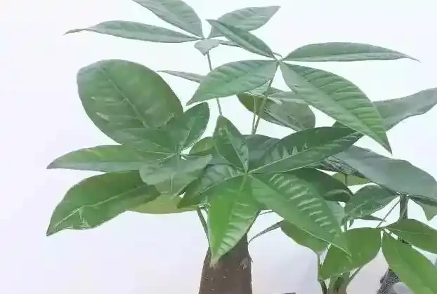 養死不心疼!10種新手必入「寶藏」植物,幾塊錢一盆,越養越值錢