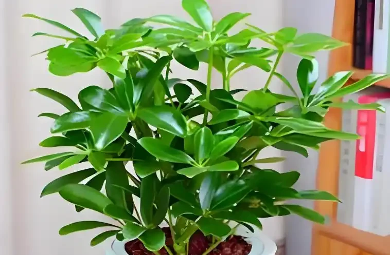 養死不心疼!10種新手必入「寶藏」植物,幾塊錢一盆,越養越值錢