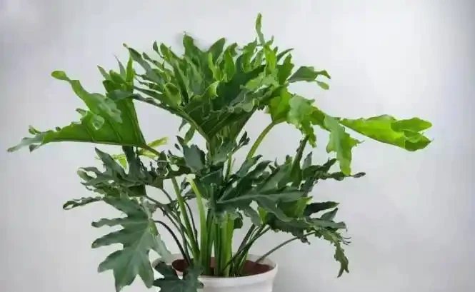 養死不心疼!10種新手必入「寶藏」植物,幾塊錢一盆,越養越值錢
