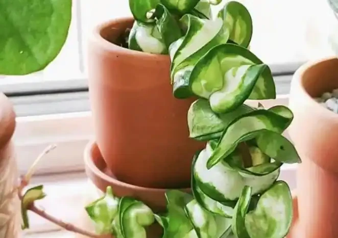 養死不心疼!10種新手必入「寶藏」植物,幾塊錢一盆,越養越值錢