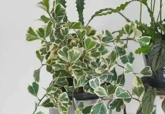 養死不心疼!10種新手必入「寶藏」植物,幾塊錢一盆,越養越值錢