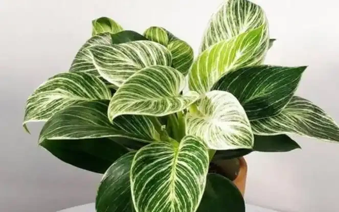 養死不心疼!10種新手必入「寶藏」植物,幾塊錢一盆,越養越值錢