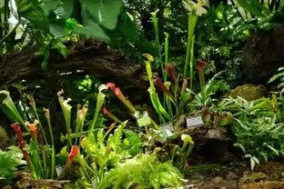 養死不心疼！10種新手必入「寶藏」植物，幾塊錢一盆，越養越值錢