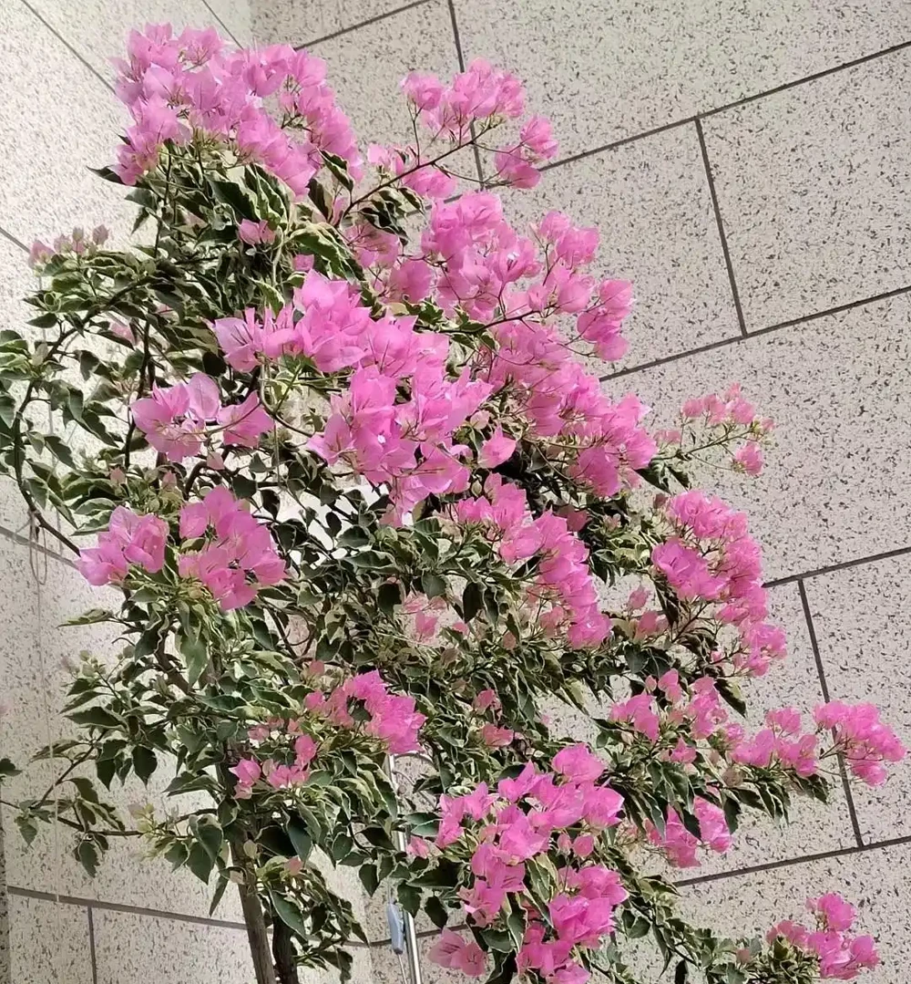 九重葛