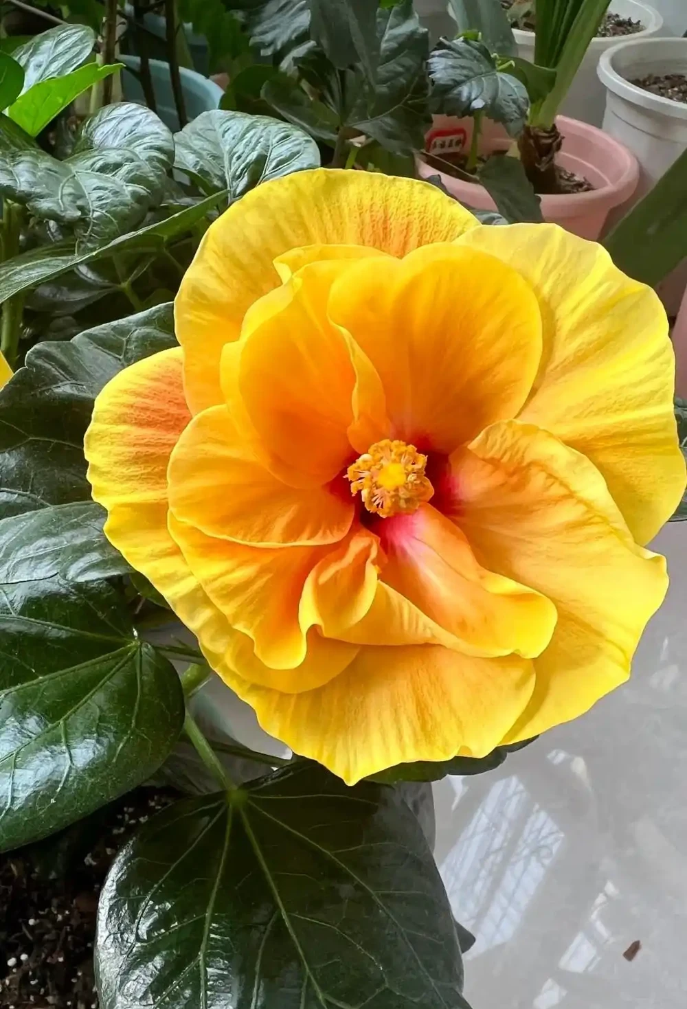 開花超級勤快