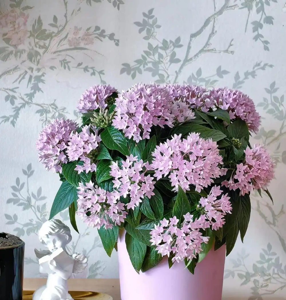 繁星花
