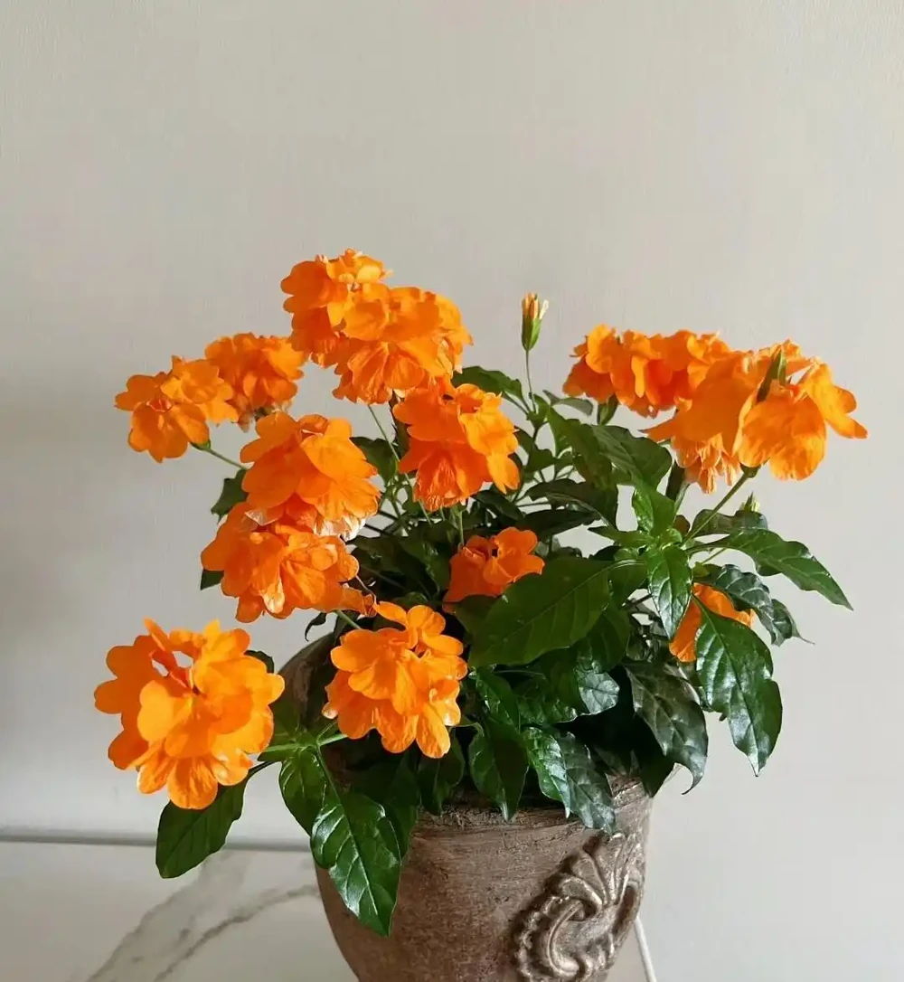 鳥尾花