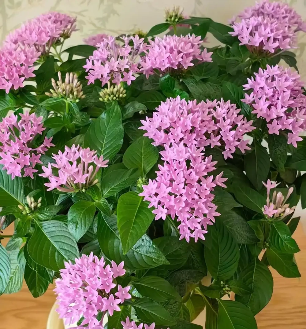 開花超勤奮