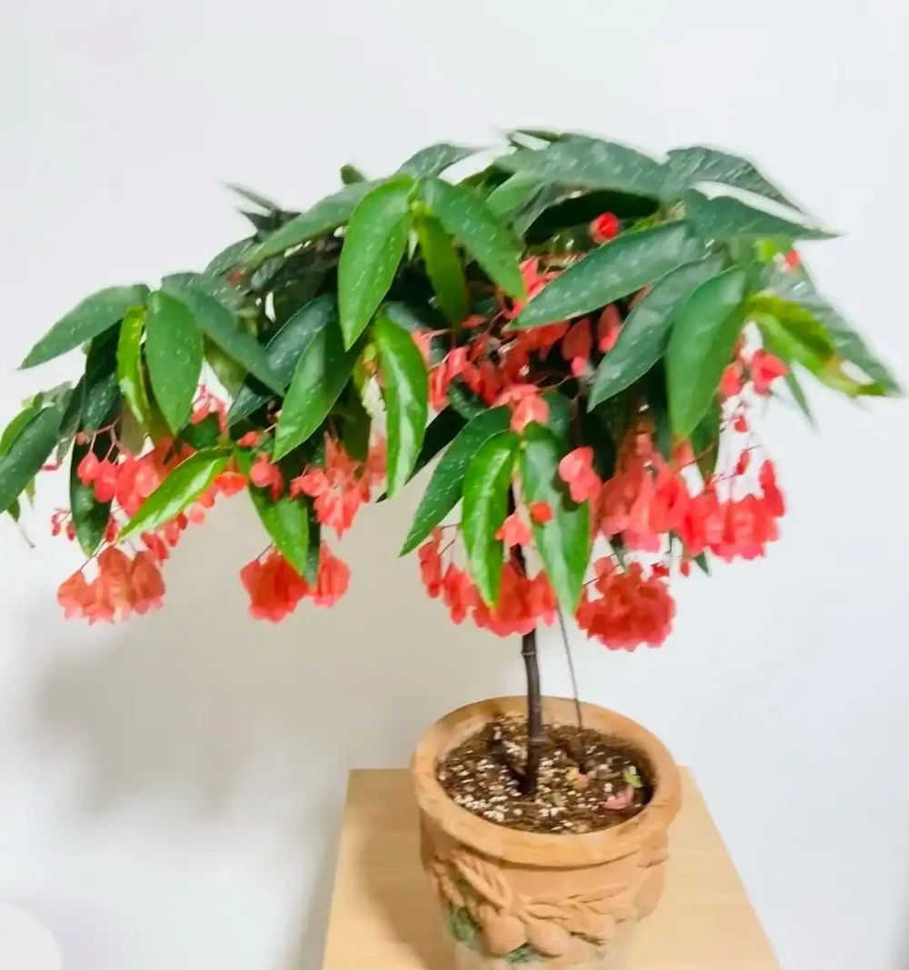 皮實植物