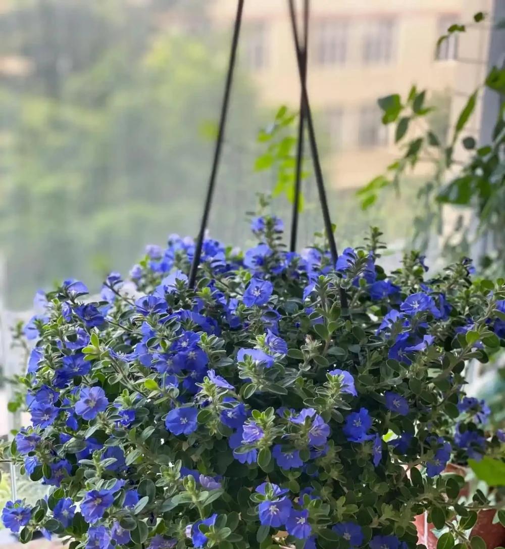 藍星花