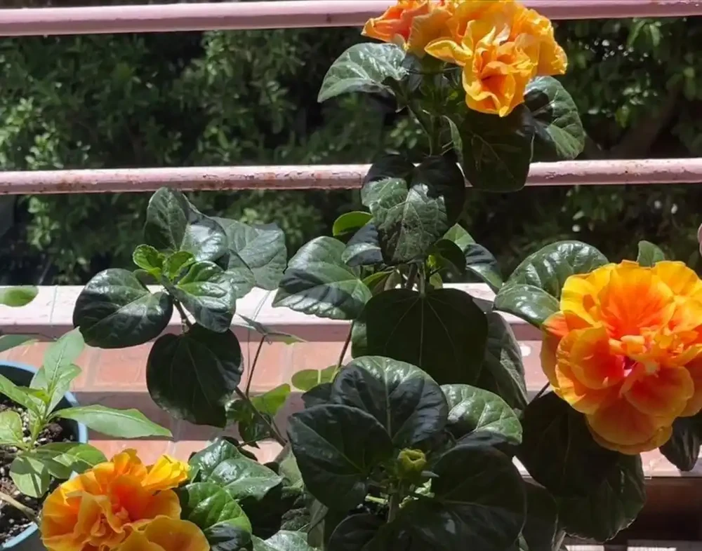 丹麥木槿花