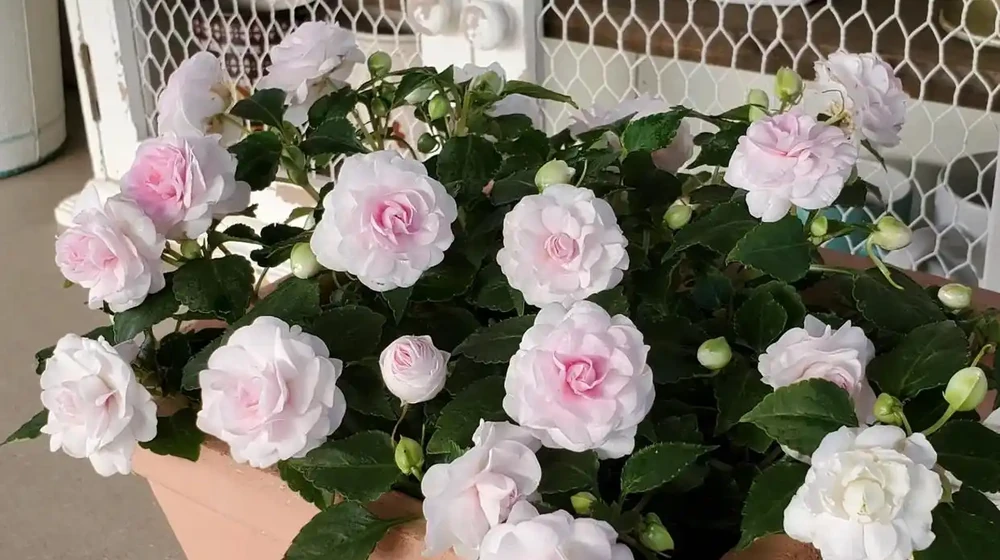 重瓣指甲花