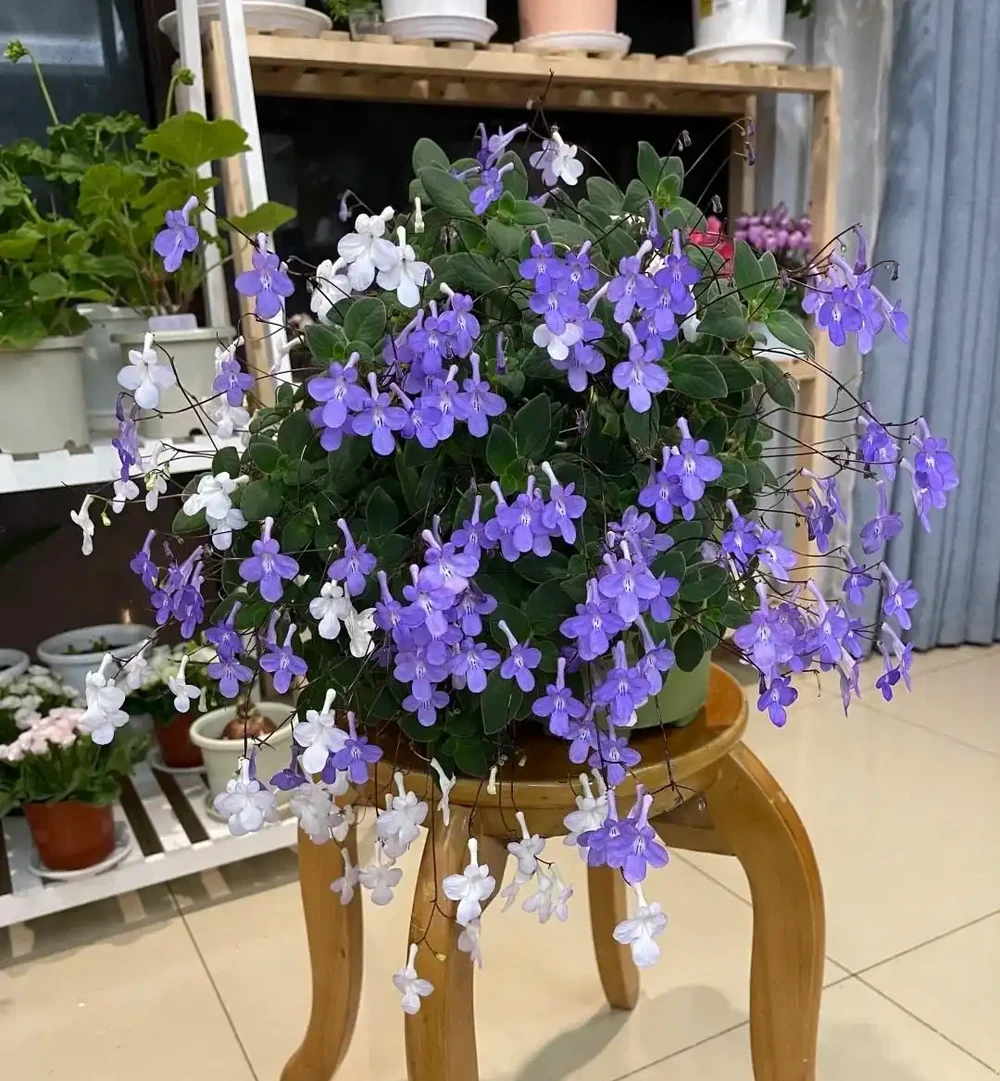 開花期超長