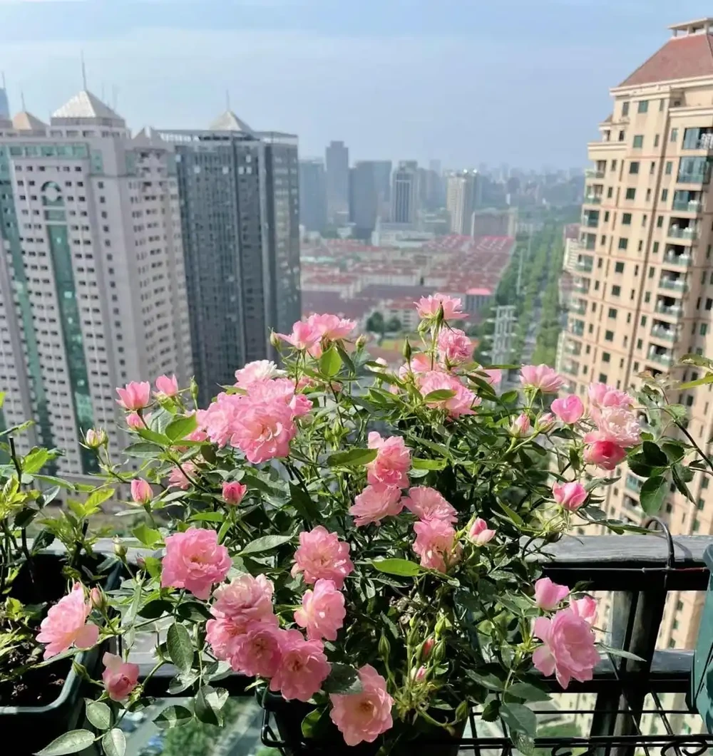 四季皆開花期