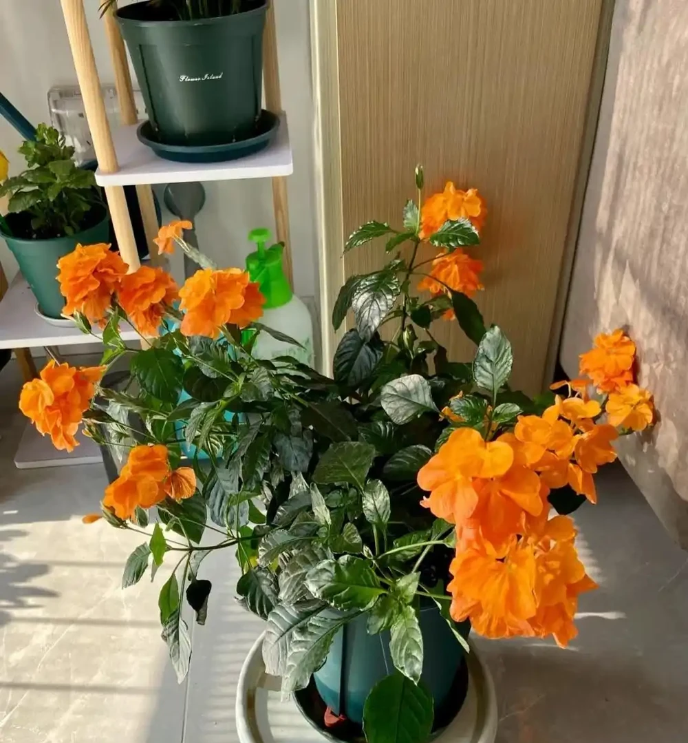 皮實好養勤開花