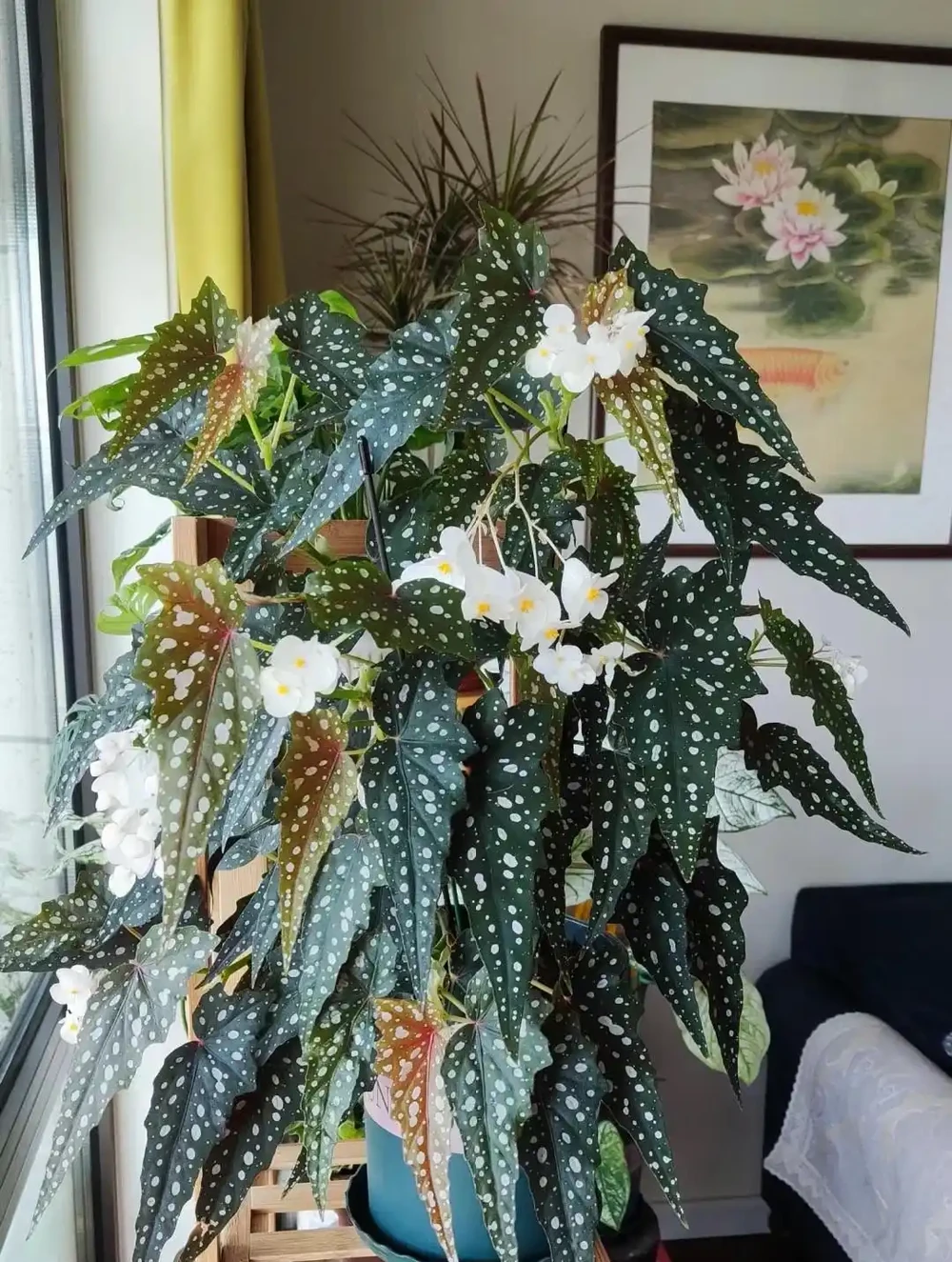 竹節秋海棠
