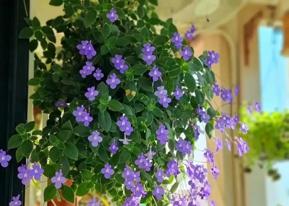 海豚花