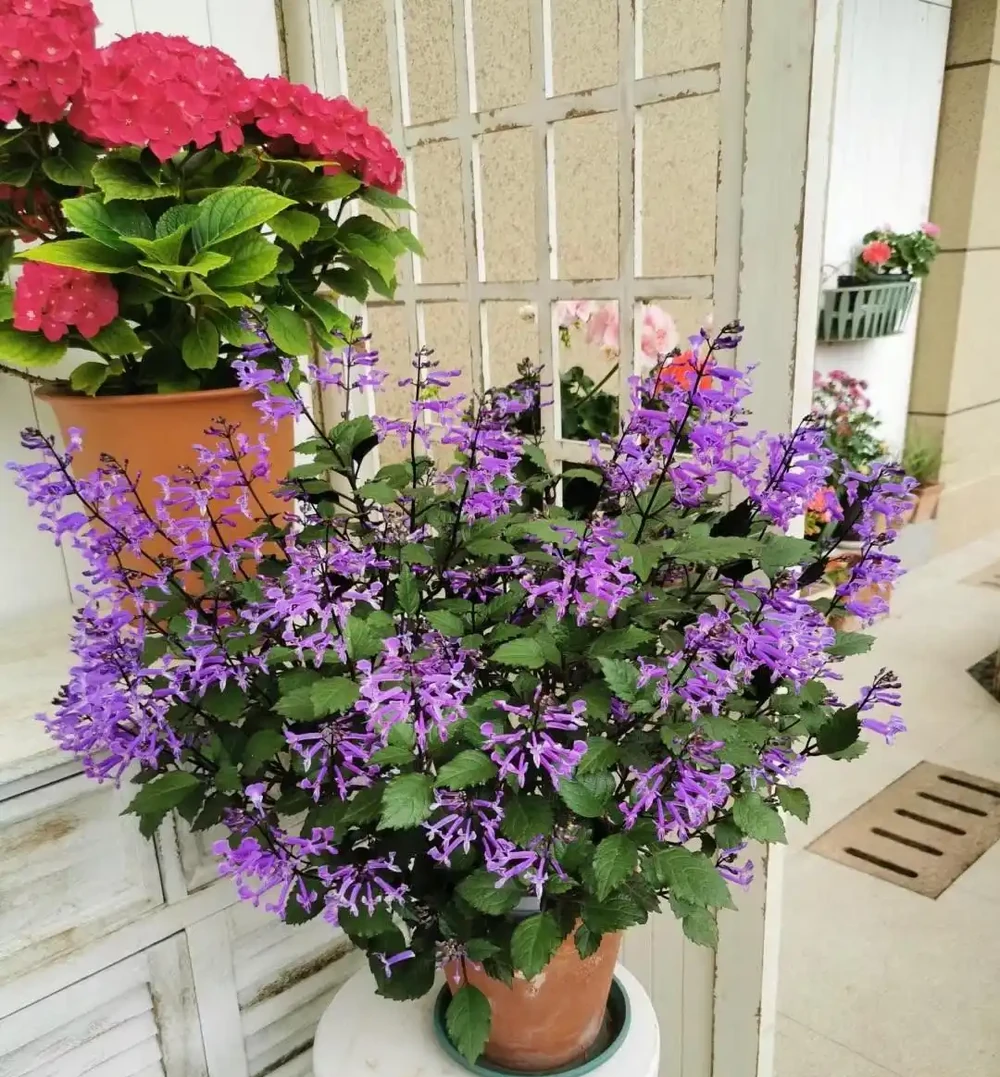 特麗莎香茶菜