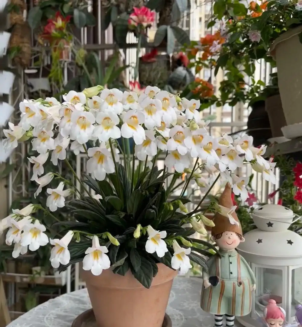 開花勤,花量大