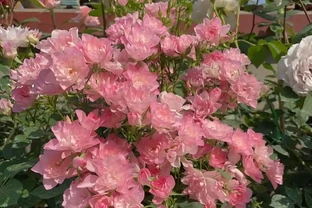 12種號稱「開花勞模」的植物，多季節重複綻放，顏值高，還很好養