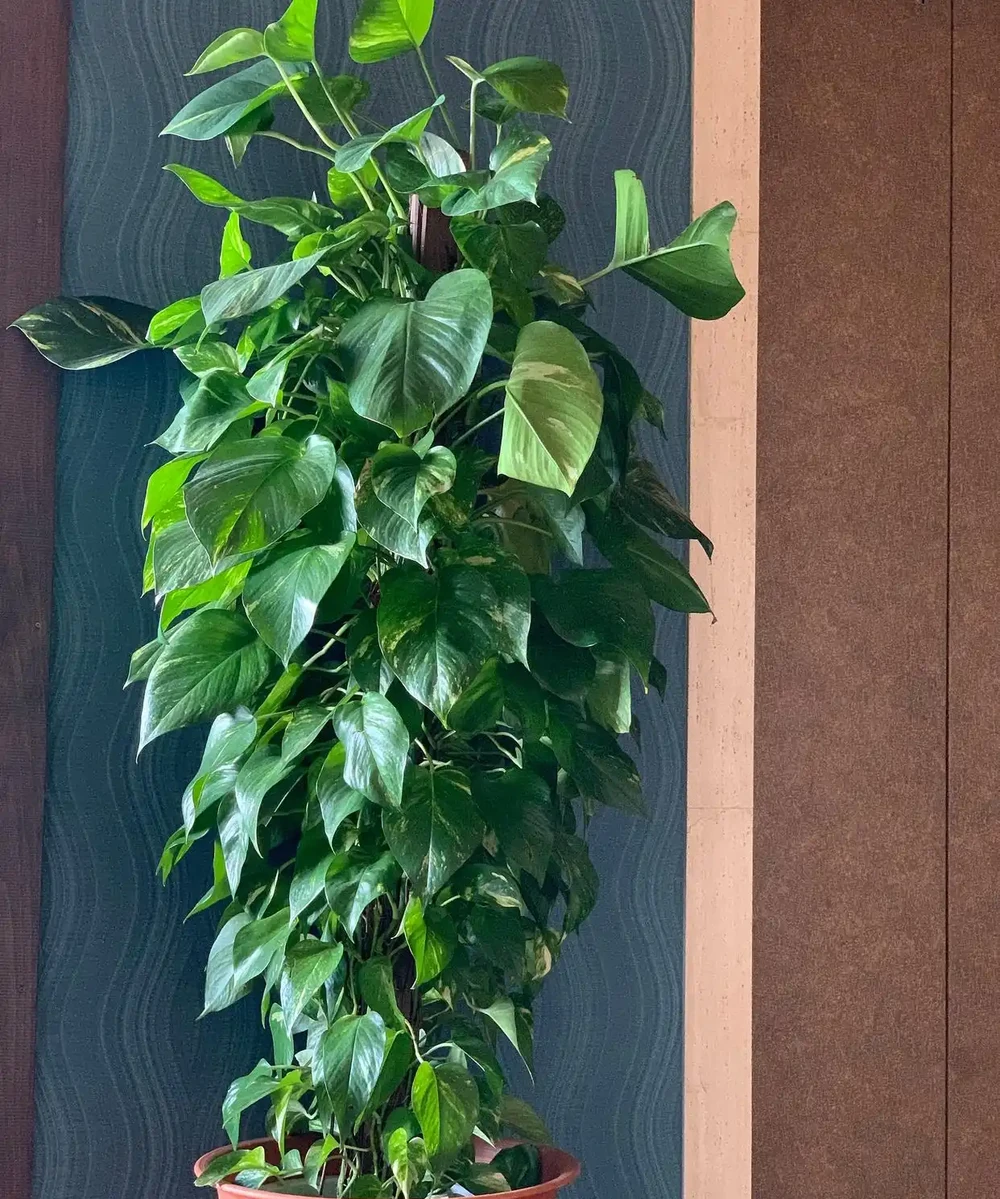 幸福樹施什麼肥料好
