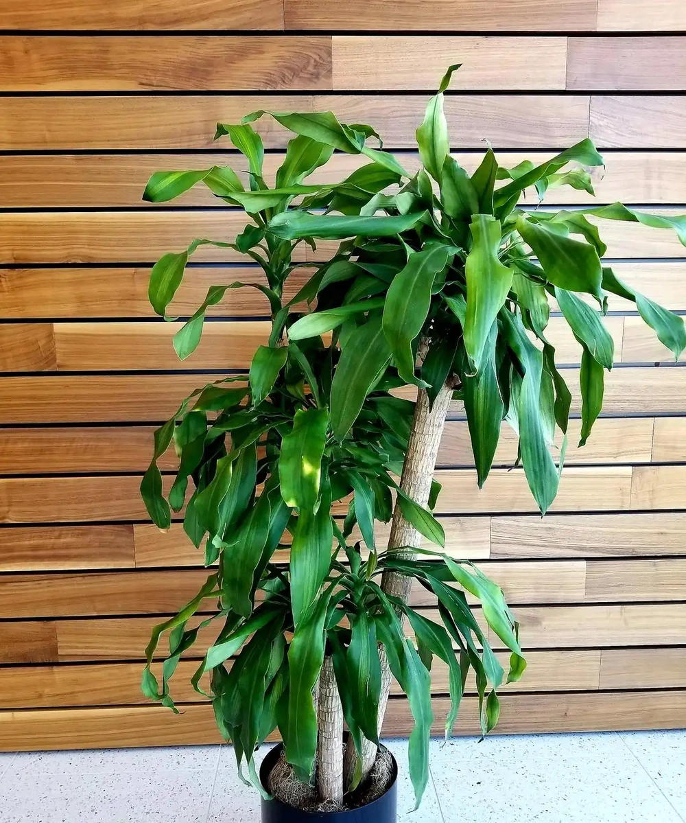 幸福樹施什麼肥料好