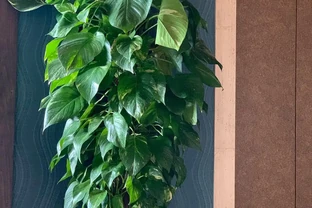 幸福樹施什麼肥料好