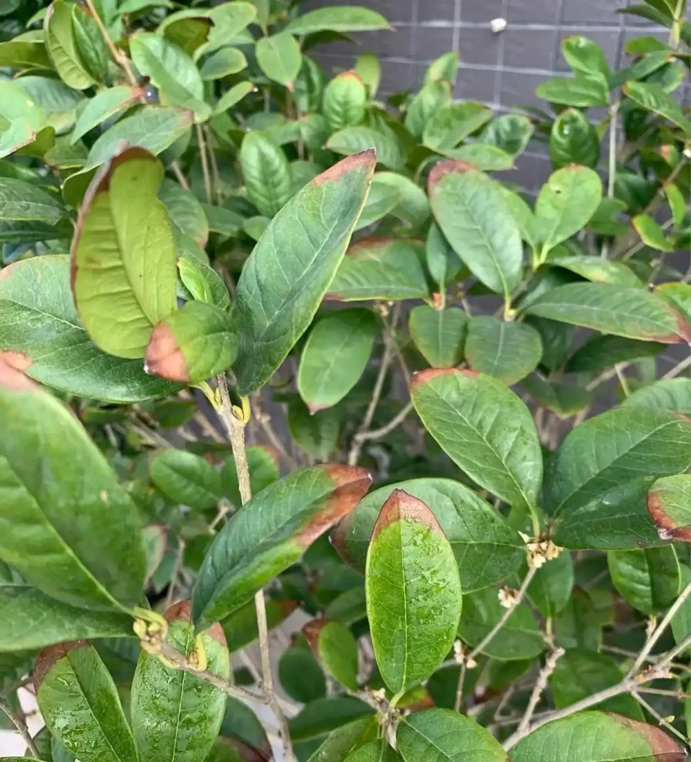 木樨葉片幹尖是怎麼回事?主要是3個原因,對照養護方法對症解決