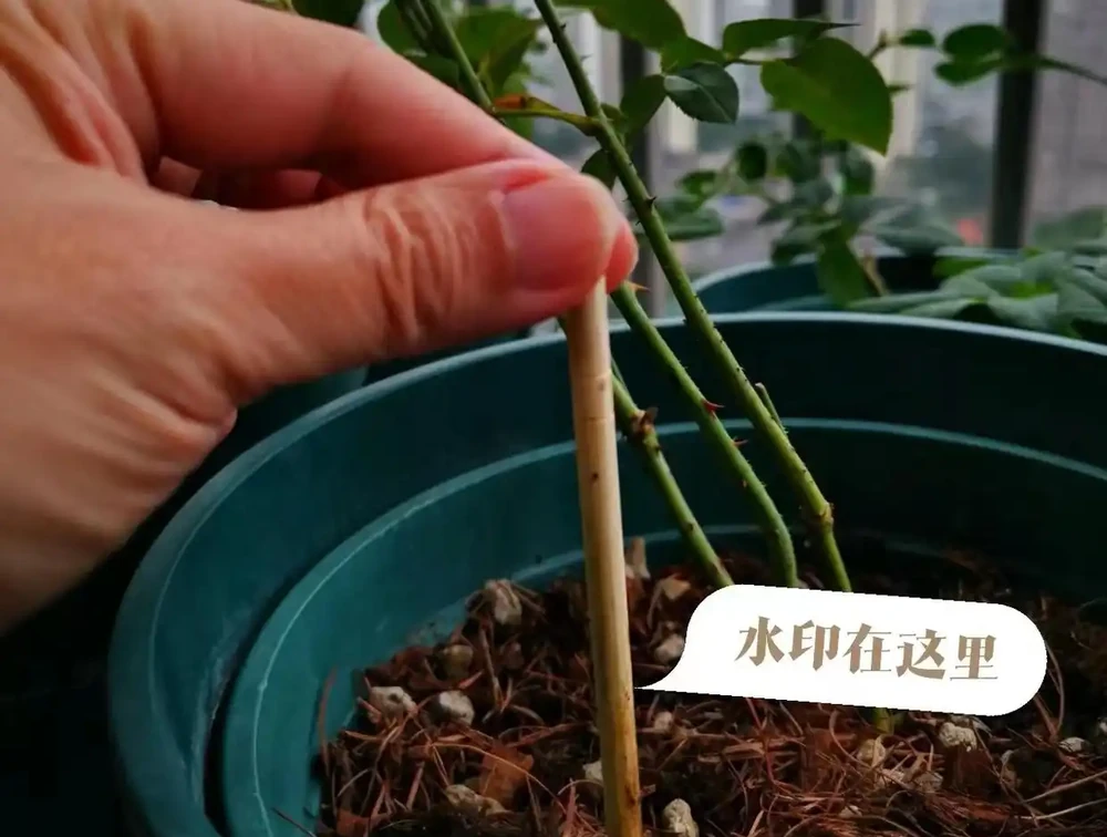木樨葉片幹尖是怎麼回事?主要是3個原因,對照養護方法對症解決