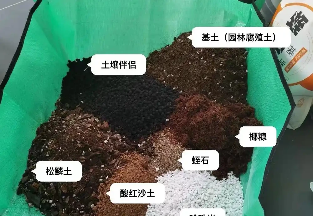 木樨葉片幹尖是怎麼回事?主要是3個原因,對照養護方法對症解決