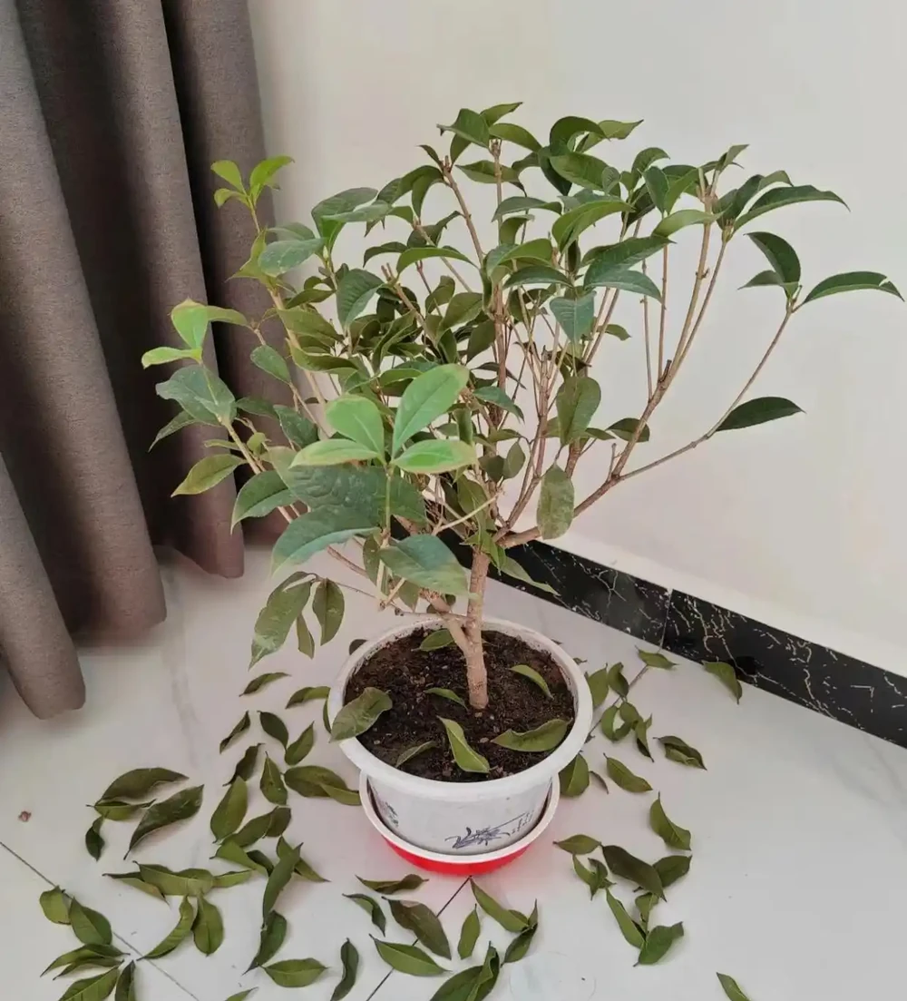 木樨葉片幹尖是怎麼回事?主要是3個原因,對照養護方法對症解決