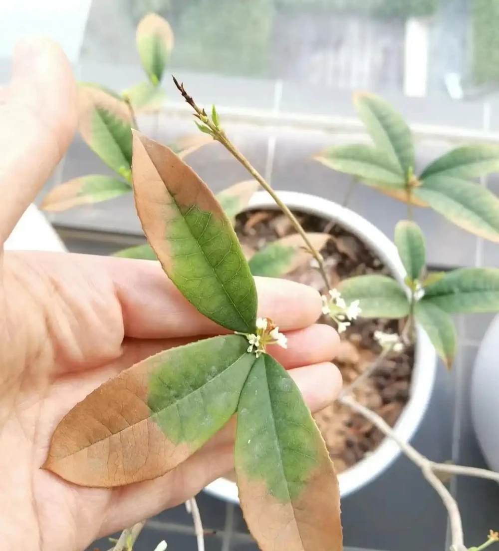 木樨葉片幹尖是怎麼回事?主要是3個原因,對照養護方法對症解決