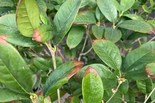 木樨葉片幹尖是怎麼回事？主要是3個原因，對照養護方法對症解決