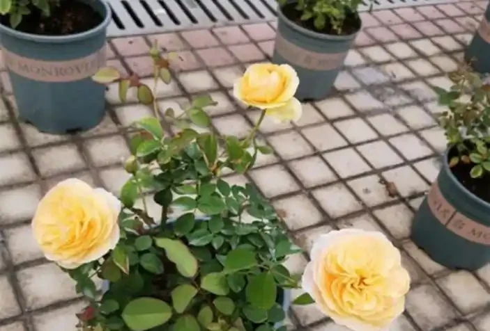 家養玫瑰花,7件事做到位,長得旺,開花多