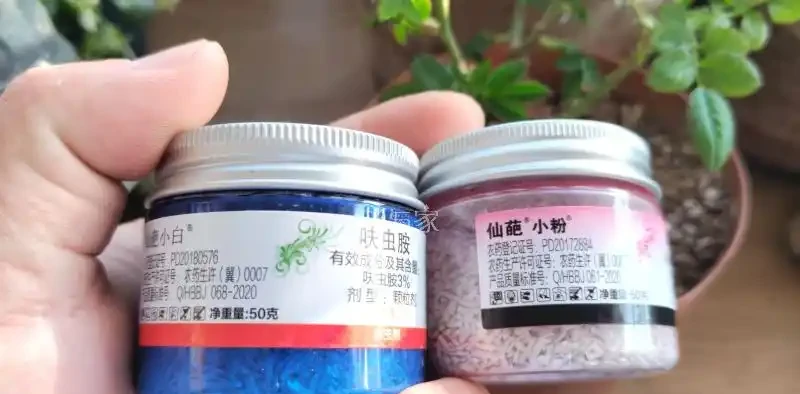 家養玫瑰花,7件事做到位,長得旺,開花多
