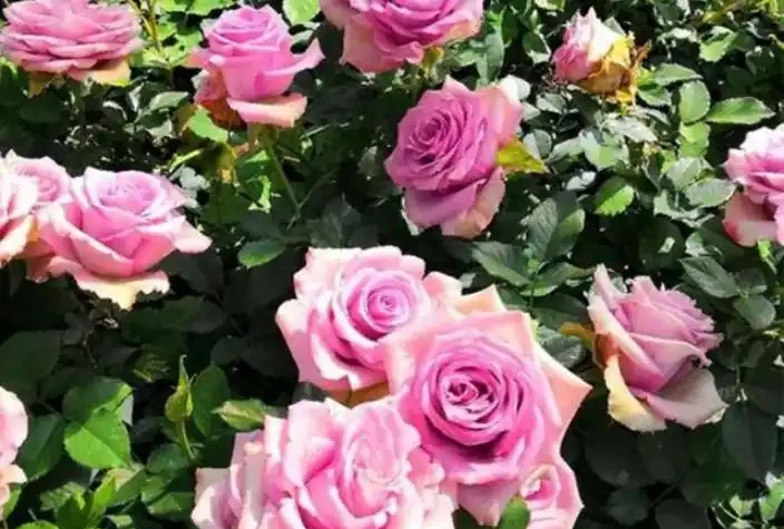 家養玫瑰花,7件事做到位,長得旺,開花多