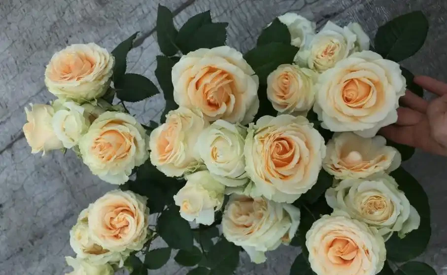 家養玫瑰花,7件事做到位,長得旺,開花多