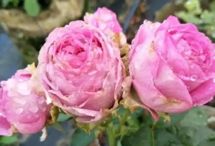 家養玫瑰花,7件事做到位,長得旺,開花多