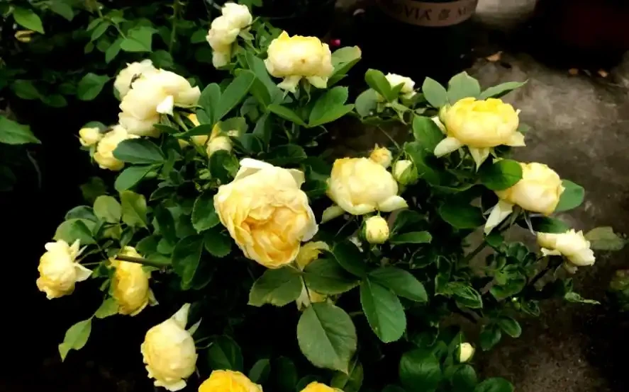 家養玫瑰花,7件事做到位,長得旺,開花多