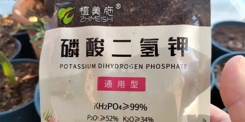家養玫瑰花,7件事做到位,長得旺,開花多