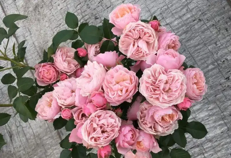 家養玫瑰花,7件事做到位,長得旺,開花多