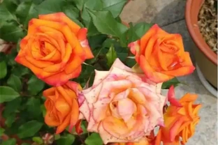 家養玫瑰花，7件事做到位，長得旺，開花多