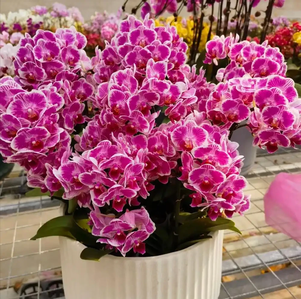 能夠「吸財」的5種花,個個漂亮又多姿,看看你家裡面養了沒