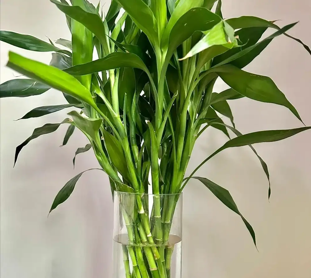 能夠「吸財」的5種花,個個漂亮又多姿,看看你家裡面養了沒