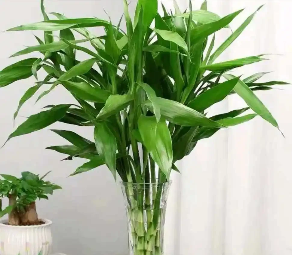能夠「吸財」的5種花,個個漂亮又多姿,看看你家裡面養了沒